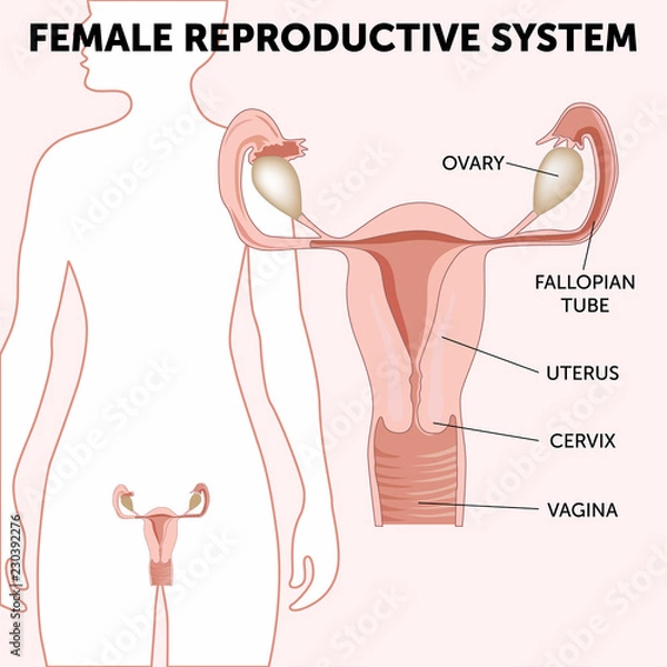 Obraz female reproductive system, the uterus and ovaries scheme, phase of the menstrual cycle