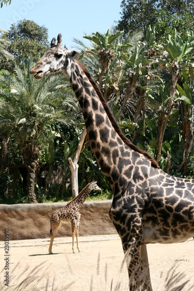 Obraz Giraffe