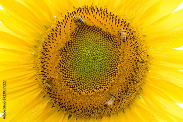 Obraz 蜂とひまわり