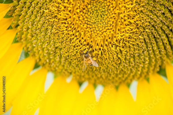 Obraz ひまわりと蜂