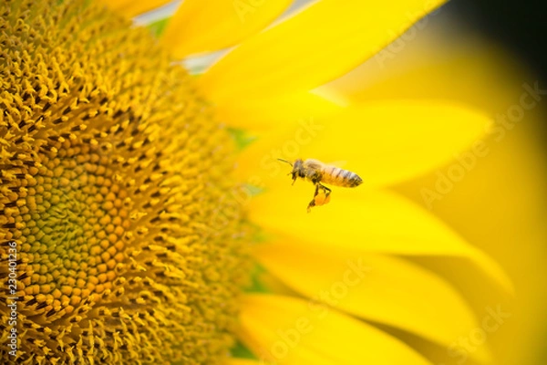 Obraz ひまわりと蜂