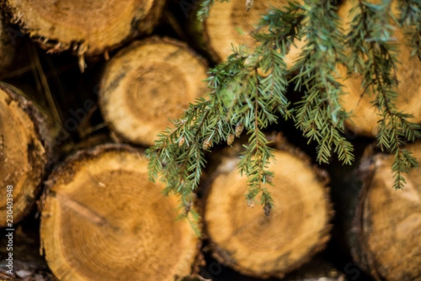 Obraz Cut logs stacked, Background.