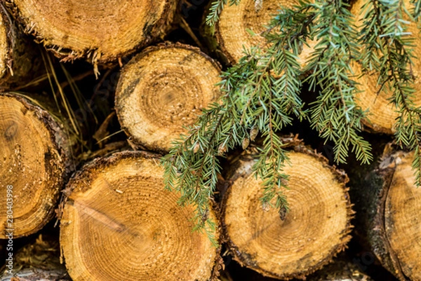 Obraz Cut logs stacked, Background.