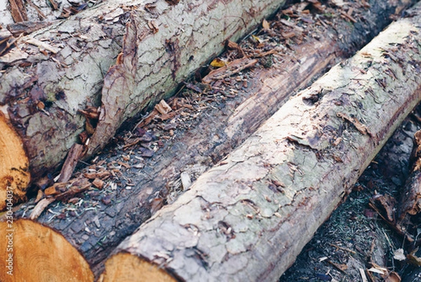 Obraz Cut logs stacked, Background.
