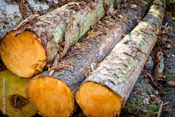 Obraz Cut logs stacked, Background.