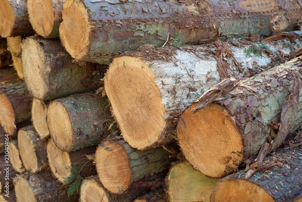 Obraz Cut logs stacked, Background.