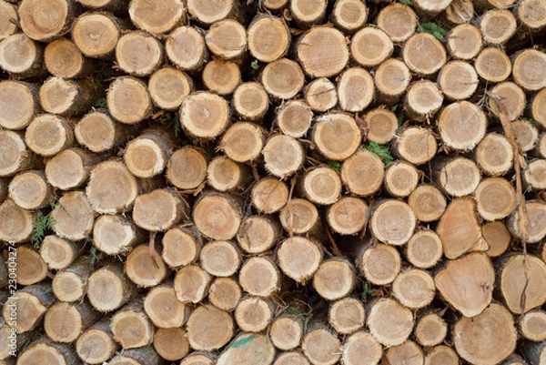 Obraz Cut logs stacked, Background.