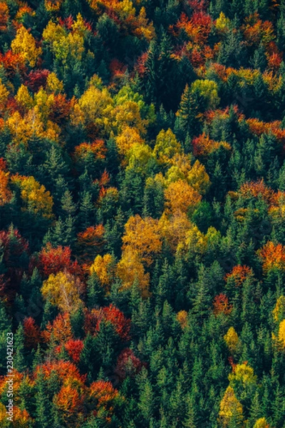Obraz Green, yellow and red trees on a hill, colorful fall season background. Autumn forest backdrop, alpine mountains, top view.