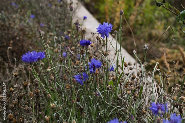 Fototapeta blue flowers
