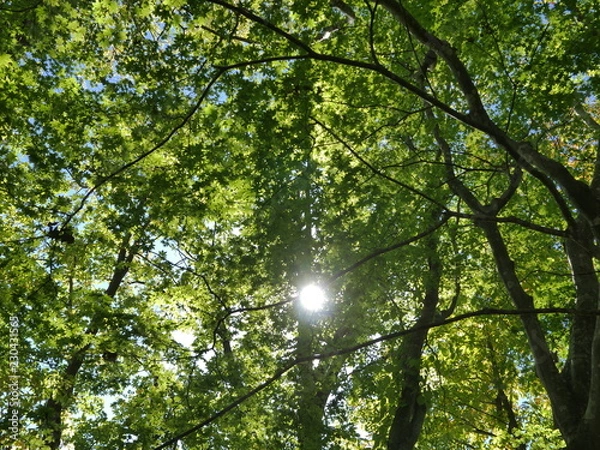 Fototapeta tree in forest