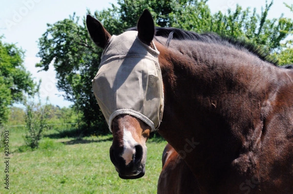 Obraz Horse vs blows