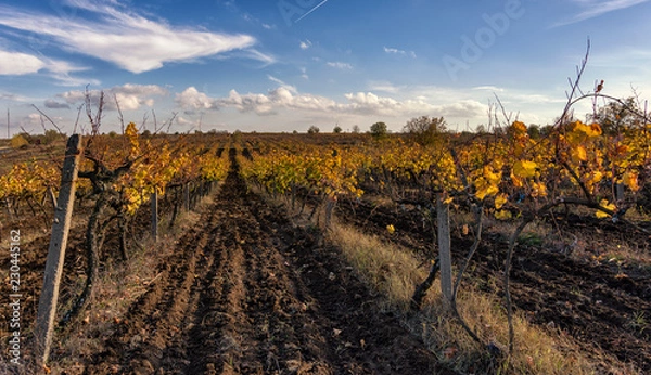 Obraz vineyard in autumn