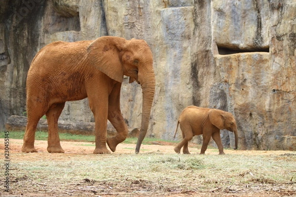 Obraz elephant in zoo