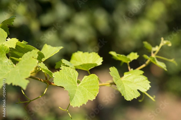 Fototapeta young grape shoot stretches to the light, against the backdrop of greenery, the concept of growth