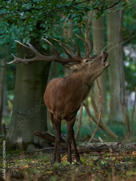 Fototapeta Red deer (Cervus elaphus)