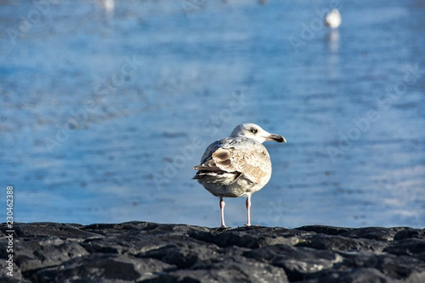 Obraz Möve sitz am Strand