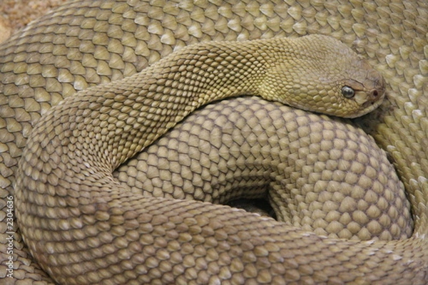 Fototapeta schlange