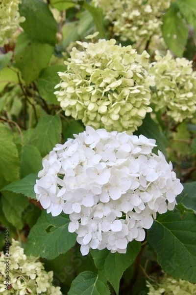 Obraz orthensia white