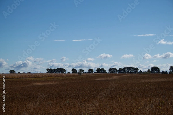 Obraz field and trees under blue sky