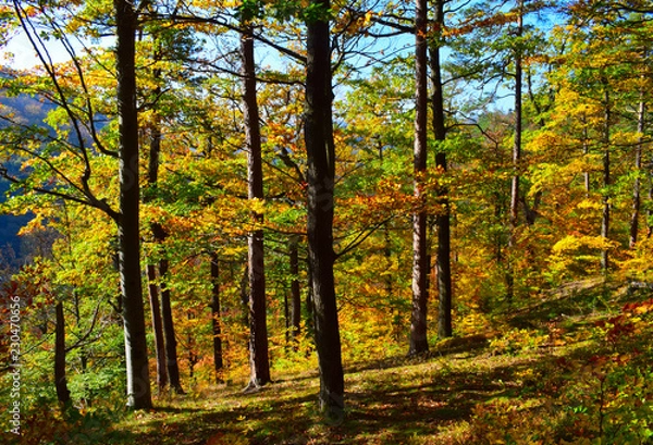 Obraz forest in autumn