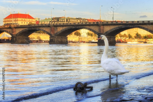 Obraz A white graceful swan stands on the stone pavement of the Vltava River in Prague.