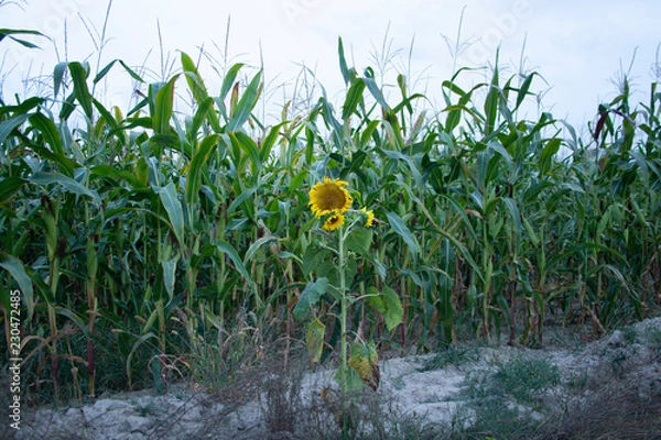 Obraz Sunflower alone on a corn field. 