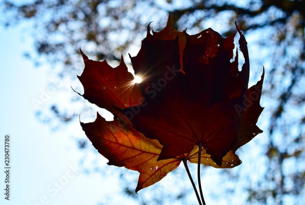 Fototapeta red maple leaf