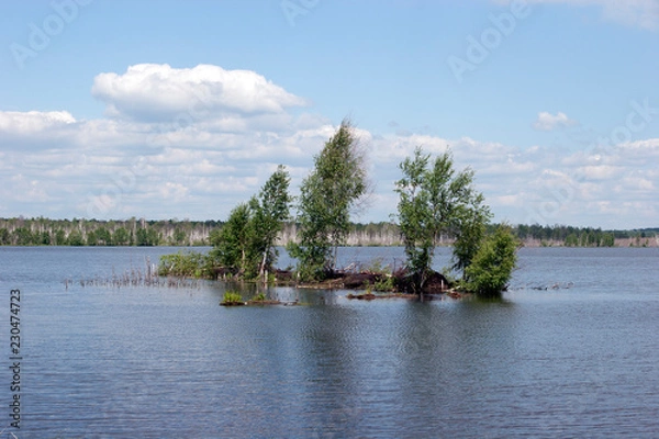 Obraz Болото/Swamp