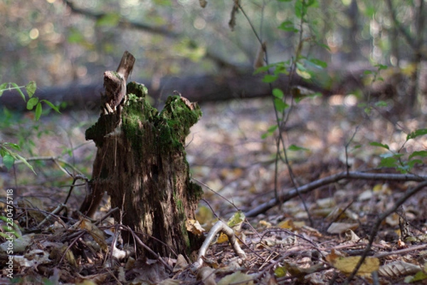 Obraz old tree stump soft focus