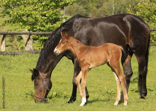 Obraz Stute mit Fohlen