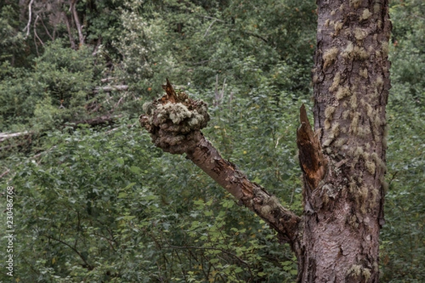 Obraz Ushuaia Forest