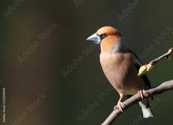 Fototapeta Kernbeißer