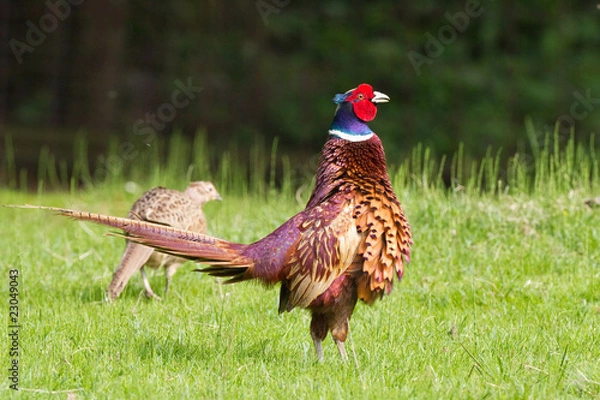 Fototapeta Ringfasan