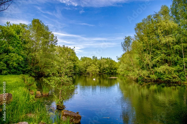 Obraz Flussaue mit Schwan