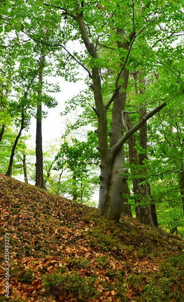 Obraz tree in forest