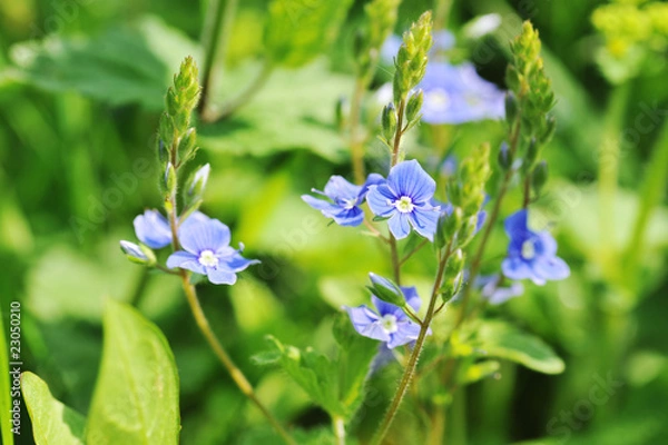 Fototapeta flowers blooming