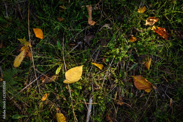 Fototapeta Autumn ground texture. Green juicy grass and autumn leaves of various sizes. Sunlight falls on the ground and forms light-shadows.