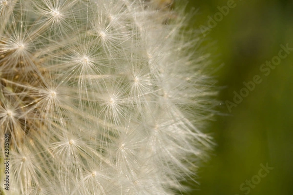 Fototapeta Dandelion Seed Background