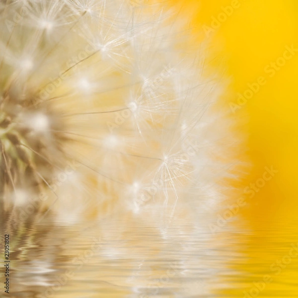 Fototapeta Dandelion Seed Head background abstract