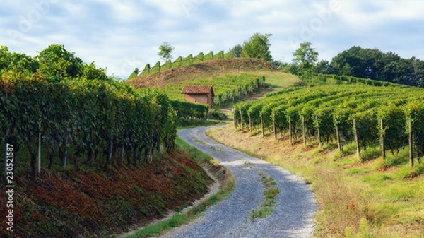 Fototapeta vineyard of barolo (wine district of langhe, in Piedmont, Italy), with an old toolshed between the vine rows 