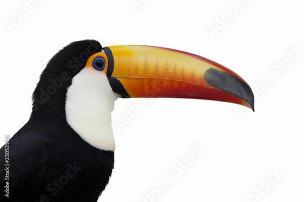 Fototapeta 白バックのオニオオハシの横顔