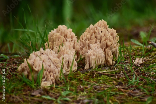 Fototapeta 群生するソウメンタケ