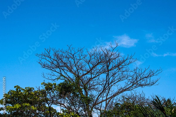 Fototapeta OLYMPUS DIGITAL CAMERA