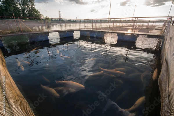 Obraz Farm for breeding trout