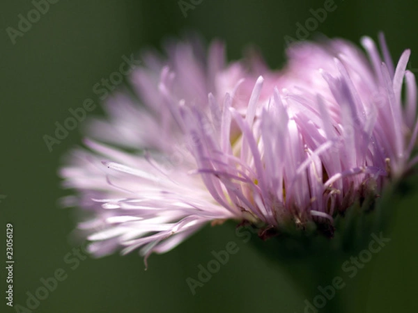 Obraz ハルジオンの花のアップ