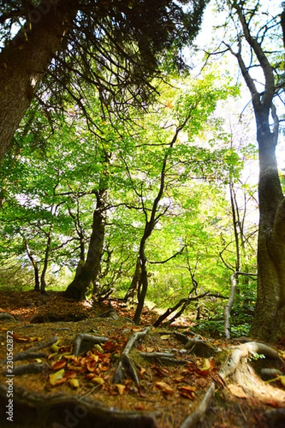 Fototapeta tree in the forest