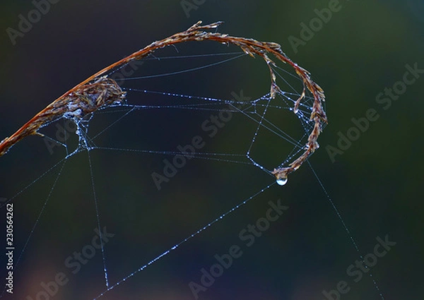 Fototapeta spider web with water drops of dew