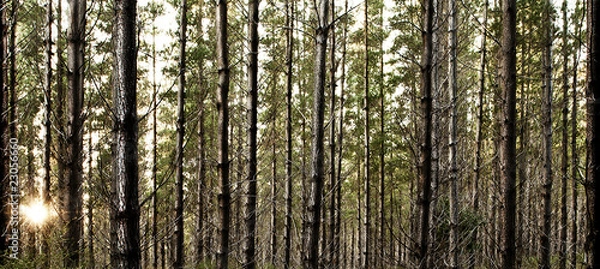 Obraz Forrest Sunrise