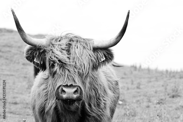 Obraz brown highland cow in black and white