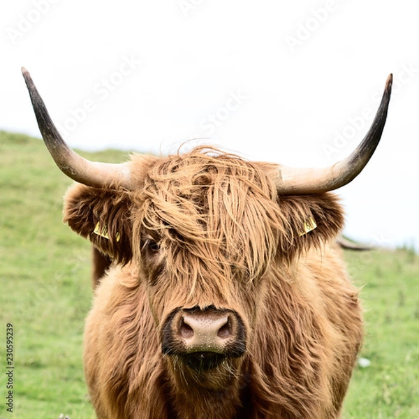 Obraz brown highland cow in square format